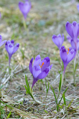 Crocus, spring in mountains