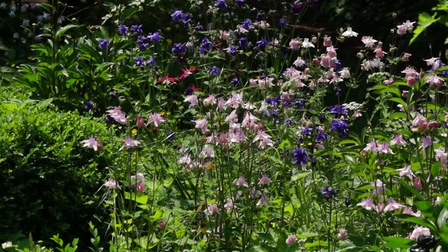 blumenwiese #2