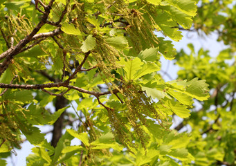 цветущий дуб