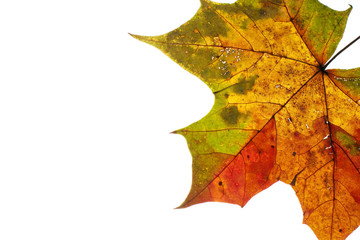 Ahornblatt auf weißem Hintergrund