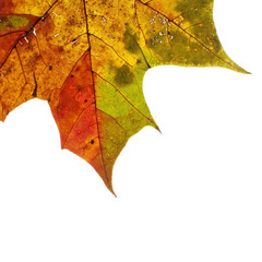 Ahornblatt auf weißem Hintergrund