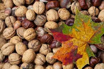Ahornblatt auf Nüssen und Kastanien