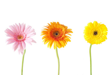 flores de la gerbera aisladas en blanco