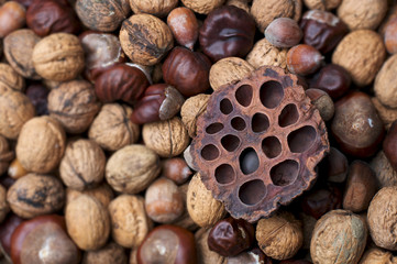 Lotosfrucht auf Nüssen und Kastanien
