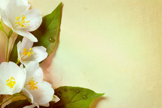 jasmine spring flowers  on old paper background