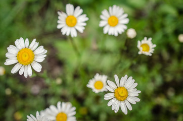 Fototapeta premium Blooming wild flowers in a meadow