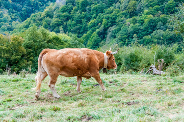 Fototapeta na wymiar Krowa pirenejski
