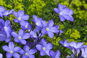 Linum, Leingewächs, Leinsamen