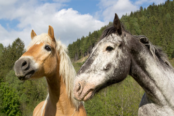 Obraz na płótnie Canvas Pferde in Schladming / Österreich