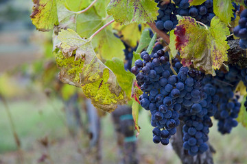 Autumn grapes in Tuscany