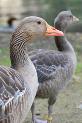 Ducks