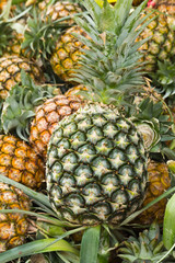Green pineapple and group of ripen
