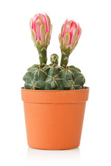 blooming cactus  over a white background