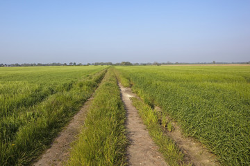 Fototapeta na wymiar barley fields