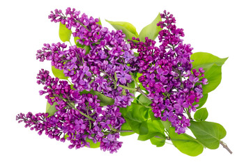 Purple  lilac isolated branches