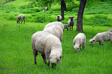 Obraz na płótnie Canvas Owce sielanka