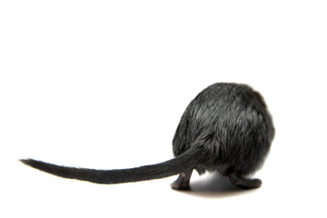 Obraz premium Black gerbil, isolated on white background