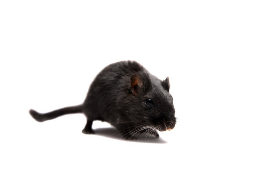 Black gerbil, isolated on white background