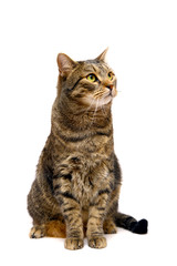 Obraz premium Large adult tabby cat, isolated on white