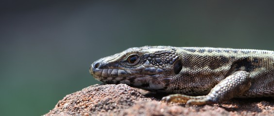 lézard des murailles