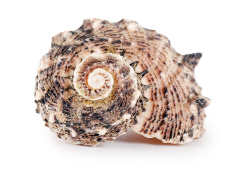 Sea shell isolated on a white