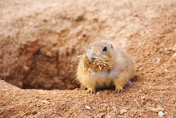 Prairie Dog