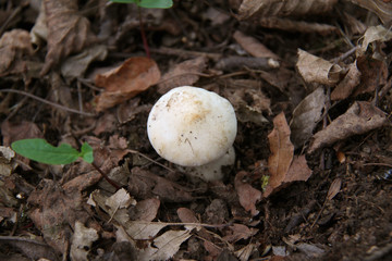 Champignon