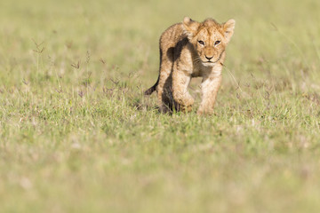 Lion Cub
