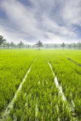 Fotobehang ricefield in hampi, india © Tommaso Lizzul