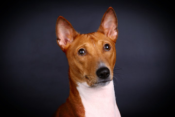 Basenji-dog on the black background