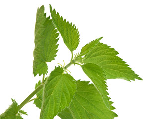 leaves of nettle