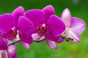 Obraz premium orchid