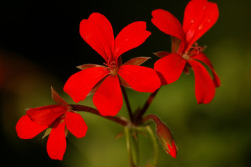 Geranium Cascading Red