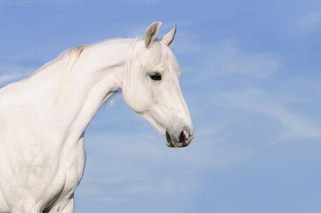 White horse portrait on tke sky background