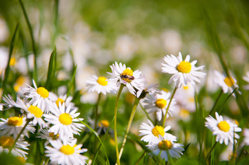 Wiesenblumen