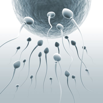 Spermien und Eizelle