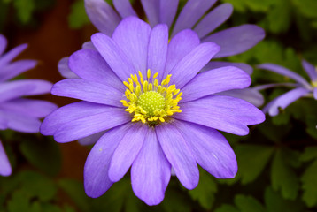 Obraz premium Leuchtende Anemone