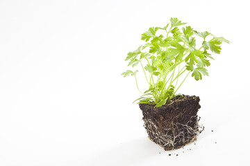 small parsley plant in soil