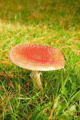 Aminita Muscaria - poisonous mushroom
