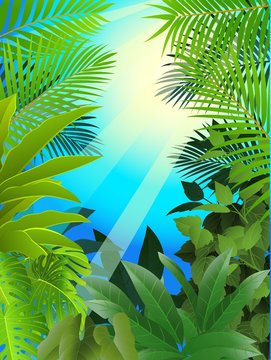 Tropical forest background