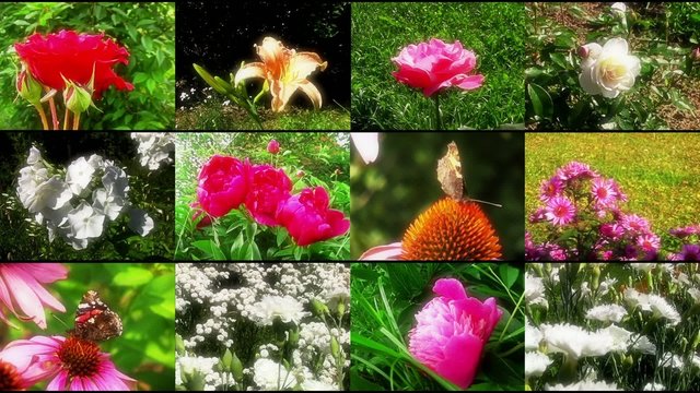 Natural flower collage
