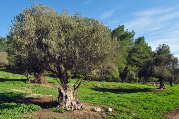 Photo sur Aluminium Olivier Old Olive Tree
