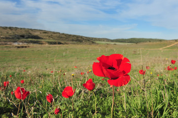 Fototapeta premium Anemone flower blossom.