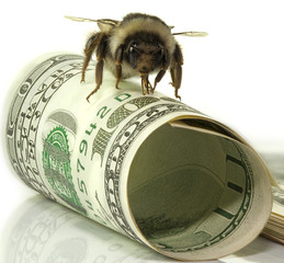 one hundred dollars for business and bumblebee pack bills