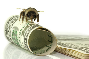 one hundred dollars for business and bumblebee pack bills