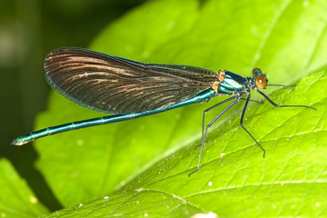 Calopteryx splendens / macro of Banded Demoiselle, male