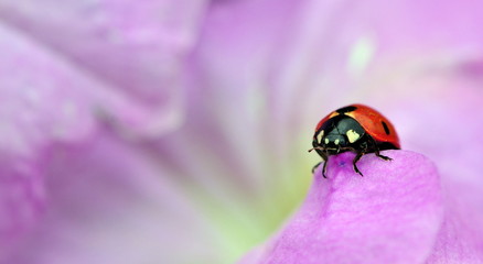 ladybird in lilac