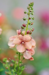 Verbascum Jackie