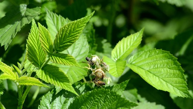 Bees pollinate a raspberry