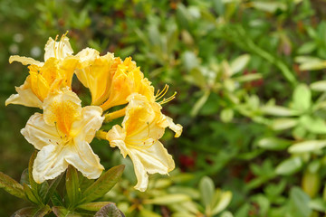 Yellow azalea rhododendron flowers in full bloom
